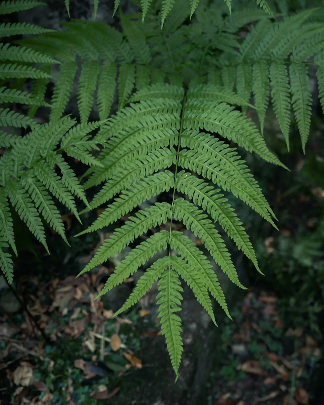 Farnwedel von oben im Waldlicht