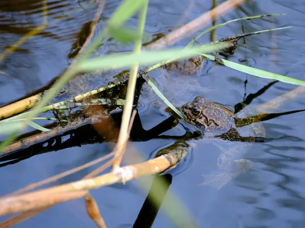Zwei Frösche zwischen Schilfhalmen im Wasser