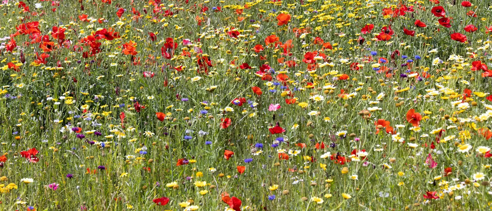 Blühende Wiese mit Wildblumen im Sommerlicht